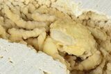 Sparkling, Fossil Crab (Potamon) Preserved in Travertine - Turkey #379400-1